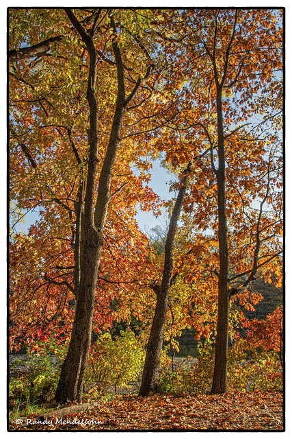 3 Trees of Fall
