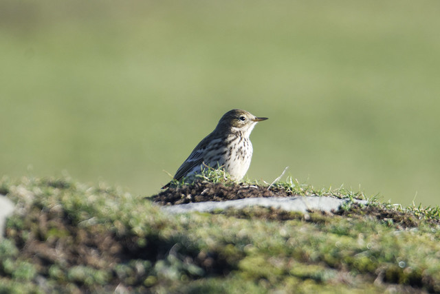 Louth Meadow Pipit