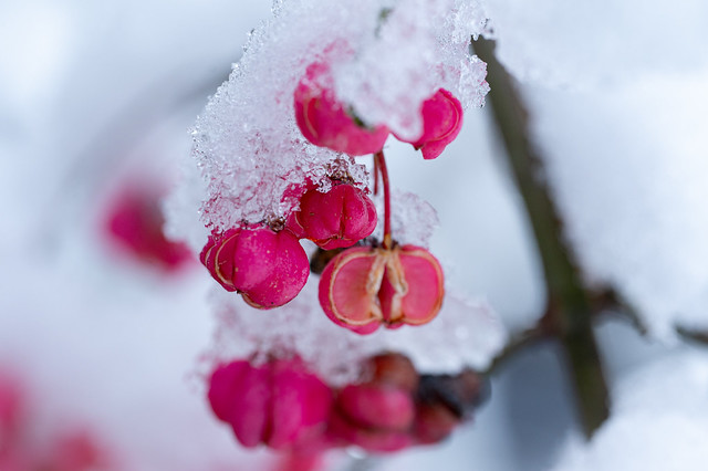 The blossoms and the snow