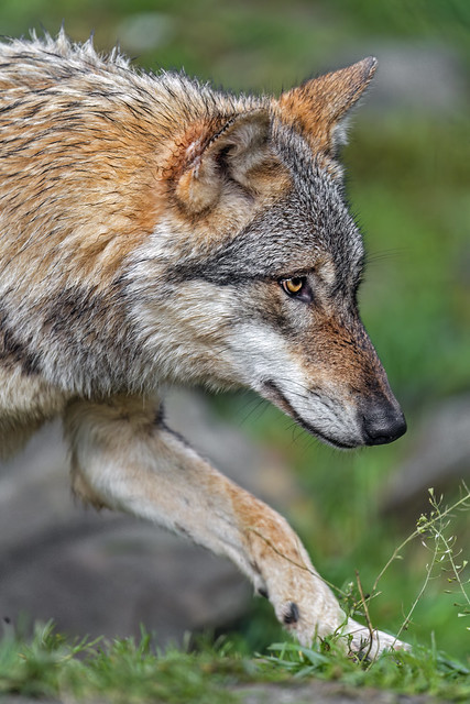Attentive wolf walking