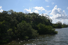 Mangrove coast