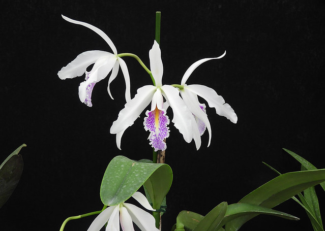 Il profumo dell’orchidea penetra come incenso le ali di una farfalla. (Matsuo Basho)