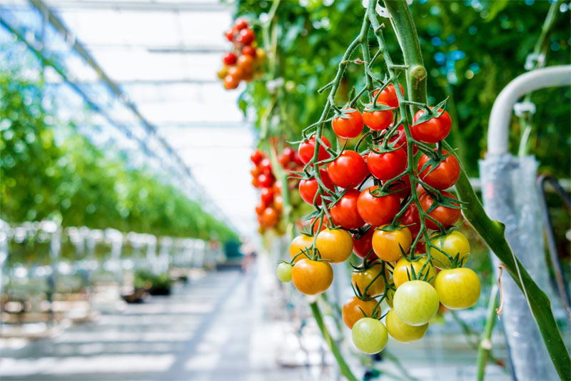 Проєктування систем крапельного поливу для помідорів