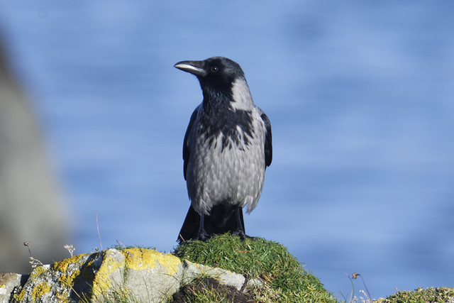 Louth Hooded Crow