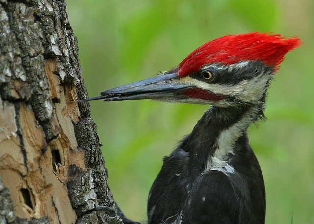 Male Pileated Woodpecker...#3