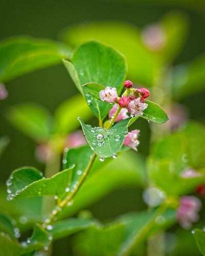 Morning Dew | by lennycarl08