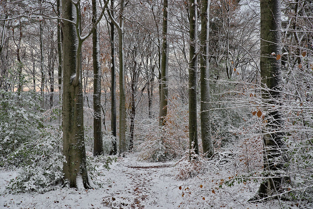 The first snow / der erste Schnee