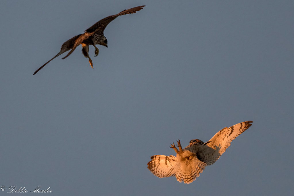 A Shortie vs. Peregrine Falcon!