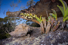 Rock Orchid - Dendrobium speciosum