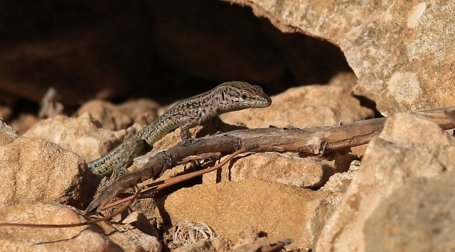 Iberian Wall  Lizard       (Podarcis hispanica)