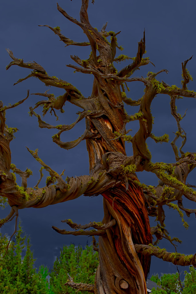 Tree of Horror, Juniper in Central Oregon