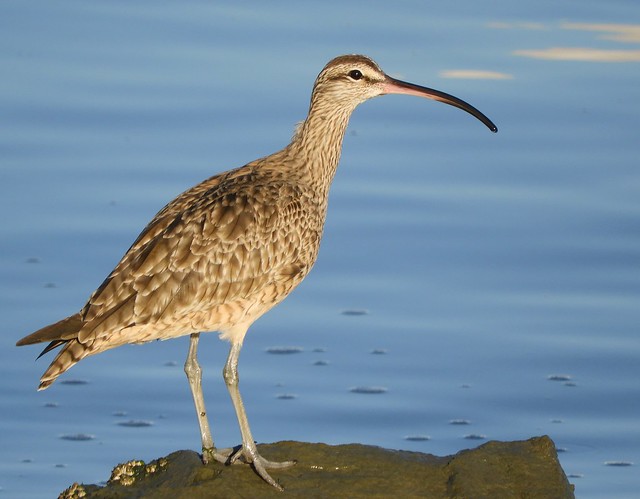 Whimbrel by the Bay Trail
