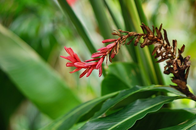 Tropical greenhouse flower