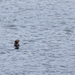 Cute! How can you go wrong with a sea otter?  As seen in Security Bay, southeast Alaska.