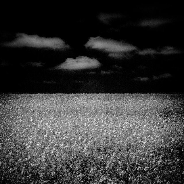 Field and Sky