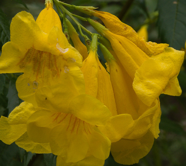 Yellow bells in the Streanside Gardens at Tohono Chul, November 2023