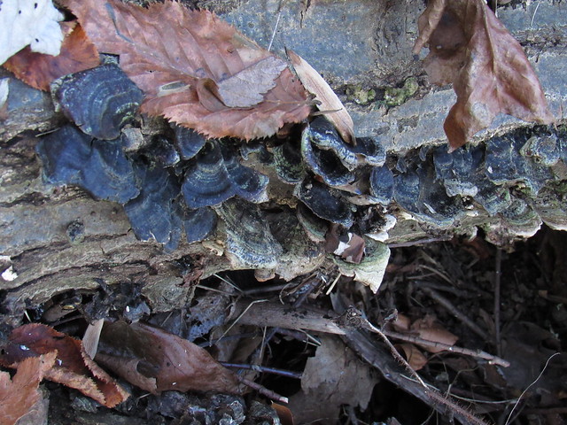 Turkey Tail Fungus - Hook Mountain - Nov 2023