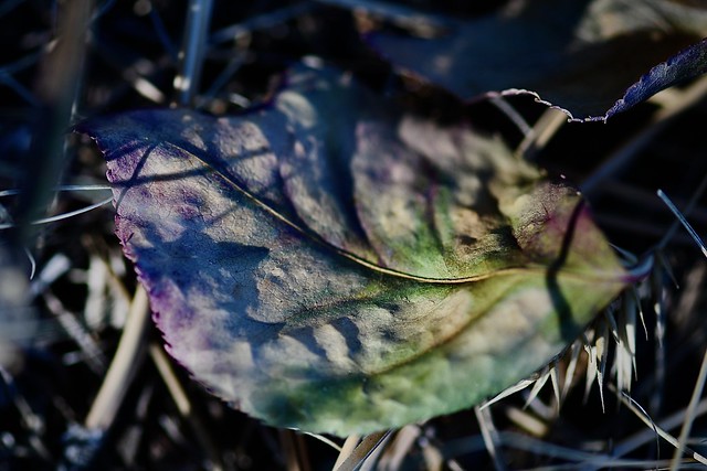 Pastels? - Fallen Leaf Macro