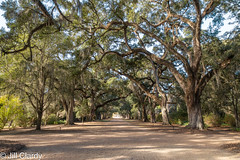 Oak Alley at Rosedown Plantation, St. Francisville, Louisiana