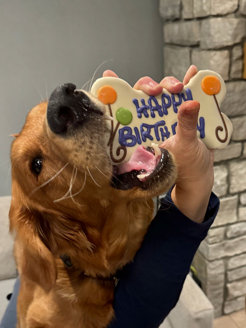 Oscar the Golden turns one year old!