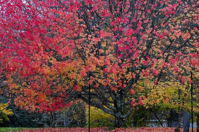 Red Acer ...Maple Tree Hants