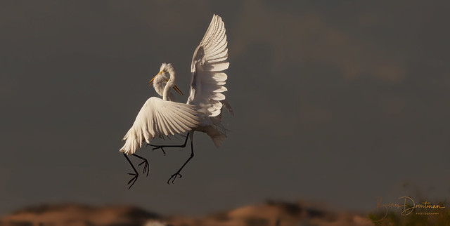 Shall we dance? (great egret)
