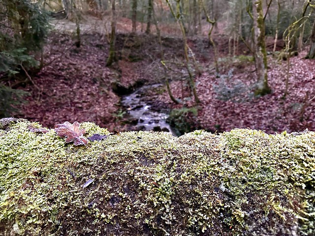 The mossy stone wall, the river, and the leaves