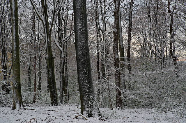 The first snow / der erste Schnee (2)
