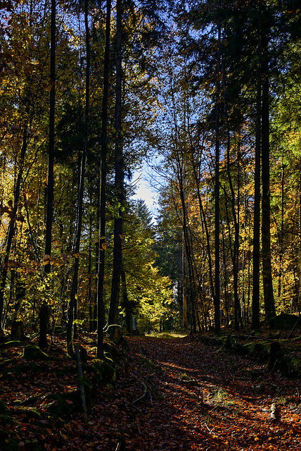 Schatten und Licht im Herbstwald