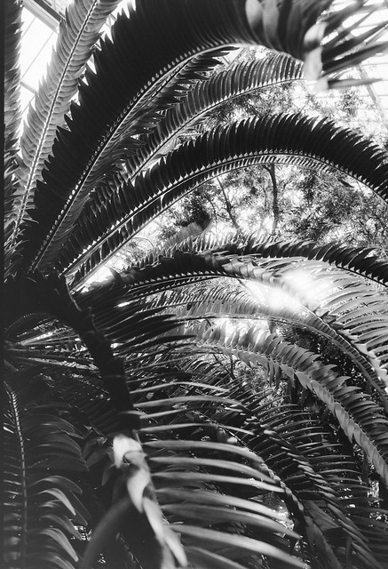 Longwood Gardens Palm