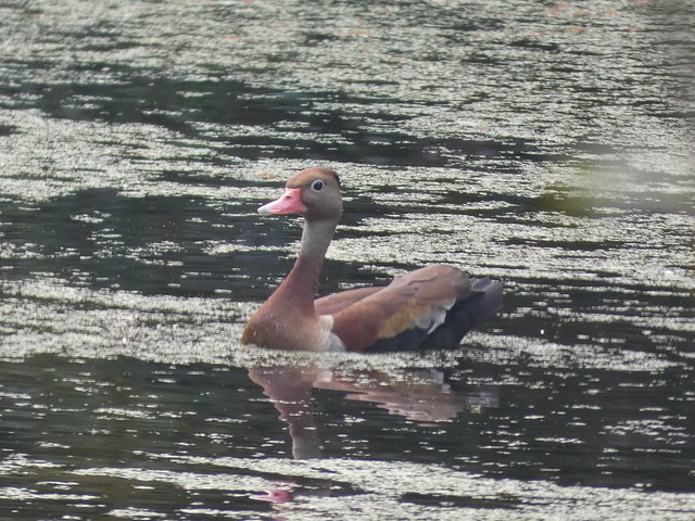 Black-bellied whistling duck 14 (1)