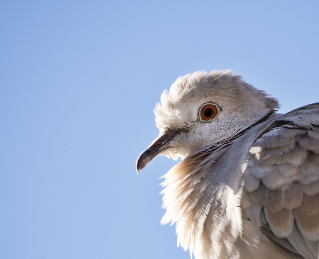Juvenile Barbary Dove