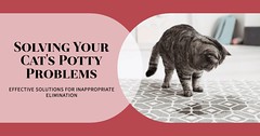 Common Solutions for Inappropriate Elimination in Cats