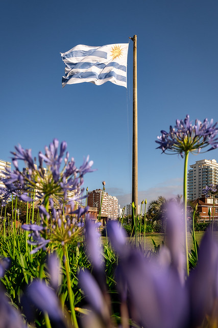 uruguayan-flag-blue-flowers-punta-del-este-uruguay