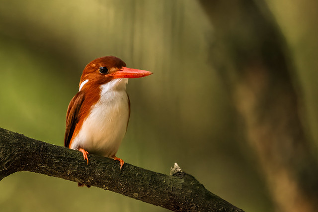 Kingfisher,Madagascar