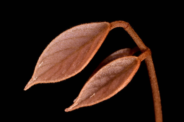 Connarus subinaequifolius 蘭嶼牛栓藤
