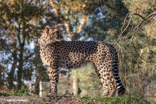 Cheetah - Safaripark Beekse Bergen