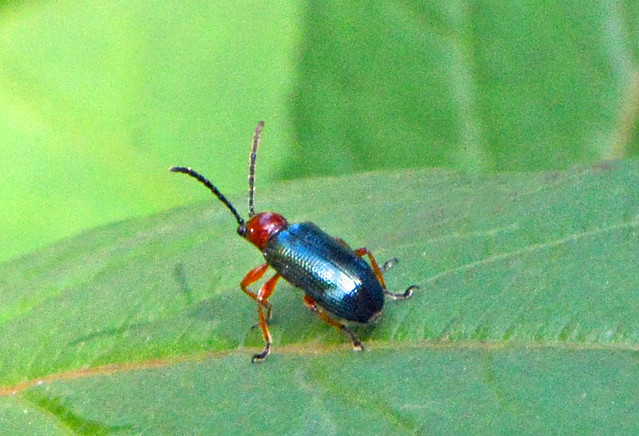 Cereal Leaf Beetle is a significant crop pest