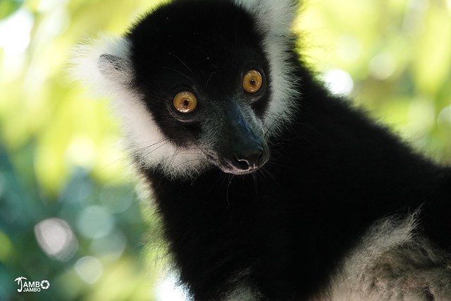 Il Lemure
