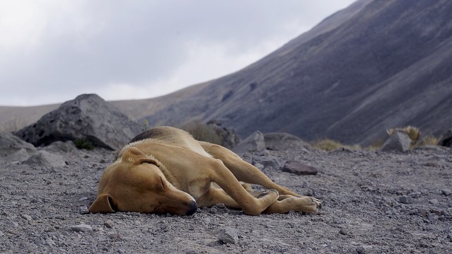 koira Nevado de Tolucassa
