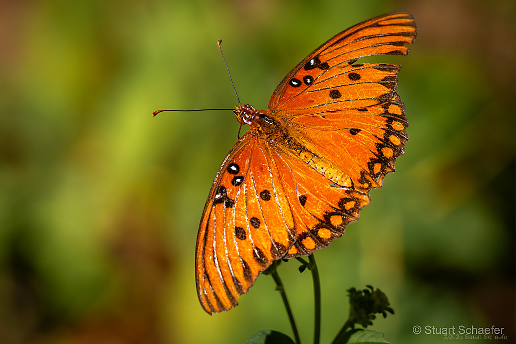 The Gulf Fritillary Butterfly