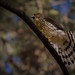 Juvenile Cooper's Hawk calling to barred owl to release his prey