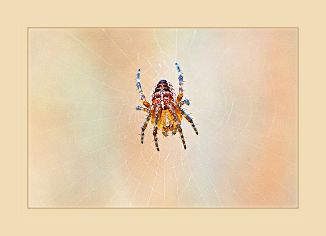 Insect Art:  Cross Orbweaver Spider