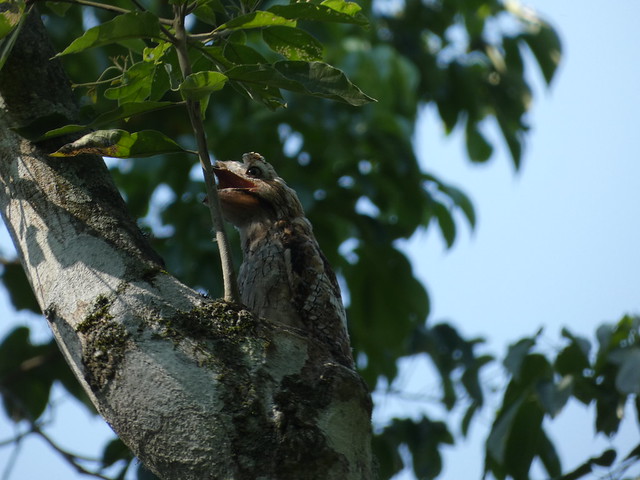 long tailed potoo