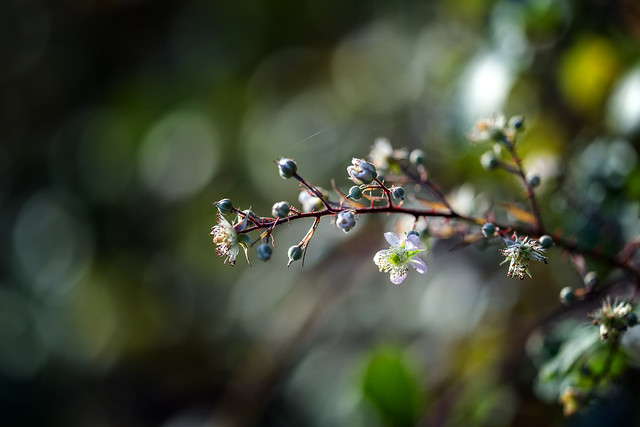 Last Blackberry Blossom (Forest Details 3)
