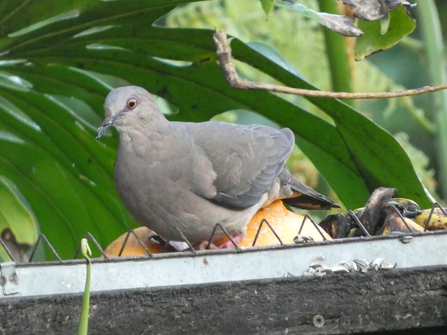Plumbeous pigeon 15 (4)