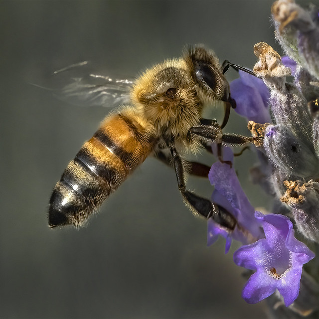 Honey bee (Apis mellifera) on Lavender