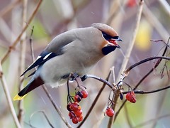 Bohemian Waxwing swallowing the proverbial melon