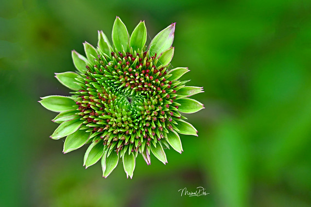 Young Purple Coneflower