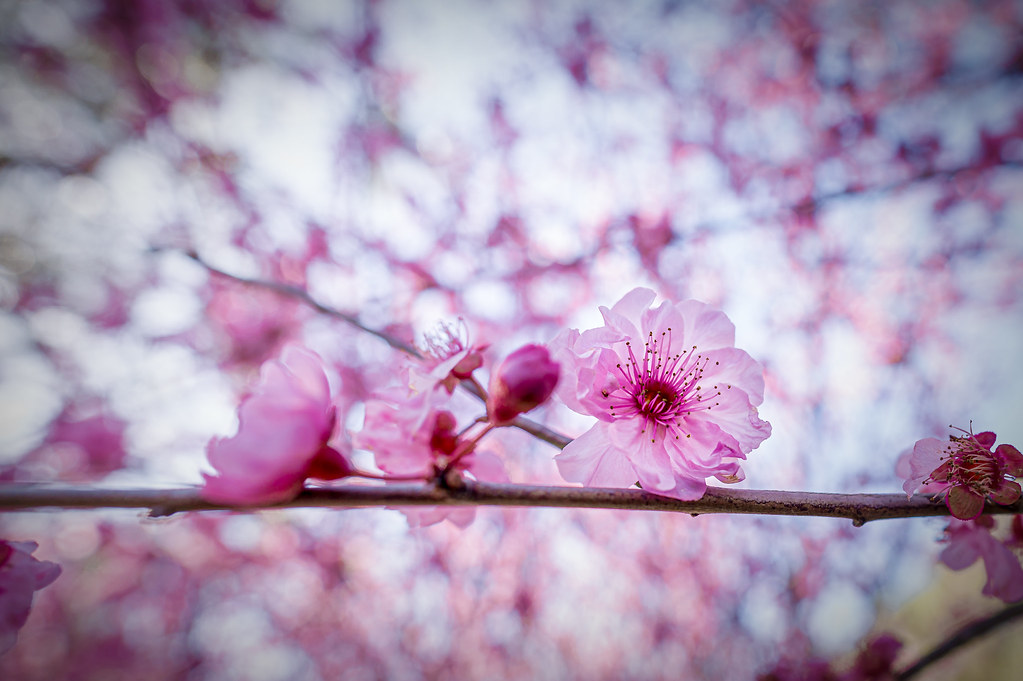 Sakura Blur